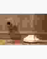 Flood, Freeze, and Overheat Sensor for SCW Shield